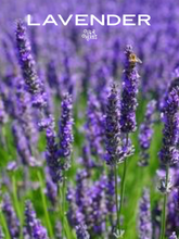 Load image into Gallery viewer, Lavender